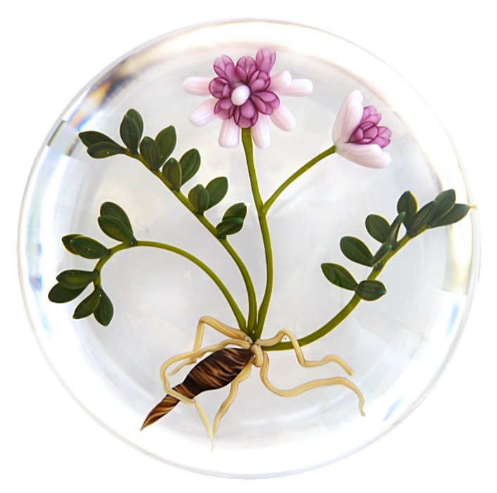 Farfalla Paperweight Buzzini Chris Bunte Kronwicke CB 026