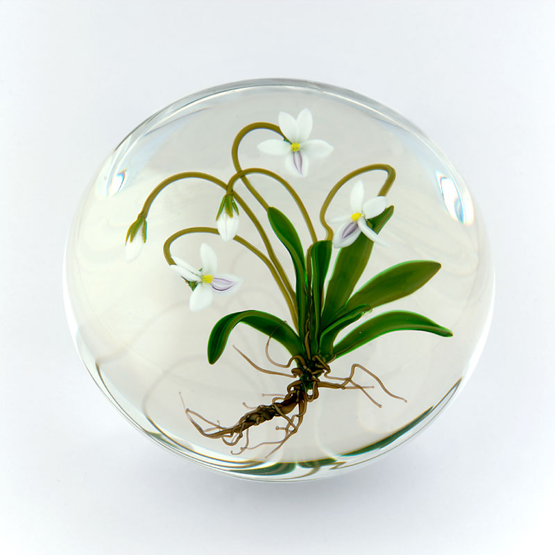 Farfalla Paperweight Buzzini Chris Lance Leaf Violett CB 135