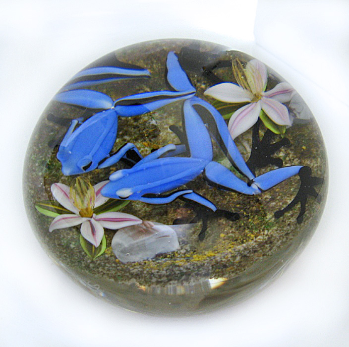 Farfalla Paperweight D Onofrio Jim Blaue Pfeilgiftfroesche DO 161