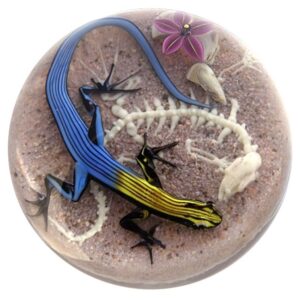 Farfalla Paperweight D Onofrio Jim Five Line Skink mit Skelett DO 125