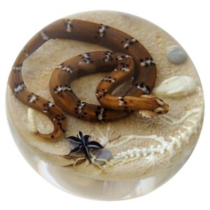Farfalla Paperweight D Onofrio Jim Klapperschlange und Skelett DO 135