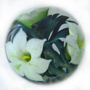 Farfalla Paperweight Lotton Studio White Dragon Lily 191 LoSt