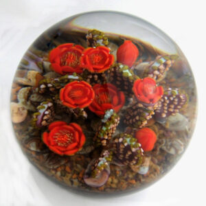 Farfalla Paperweight Richardson Cathy Touchstone Glass Kakteen Sunset Prickly Pear Cactus CR 1243