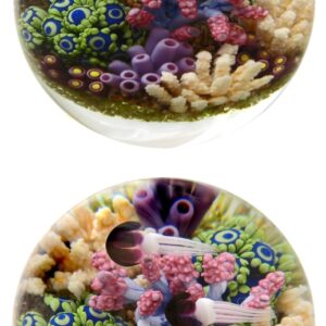 Farfalla Paperweight Richardson Cathy Touchstone Glass Korallengarten CR 1249