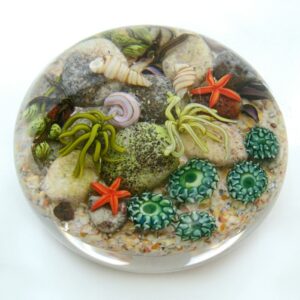 Farfalla Paperweight Richardson Cathy Touchstone Glass Tidepool Unterwasserszene CR 129