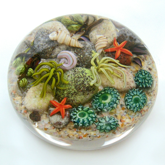 Farfalla Paperweight Richardson Cathy Touchstone Glass Tidepool Unterwasserszene CR 129