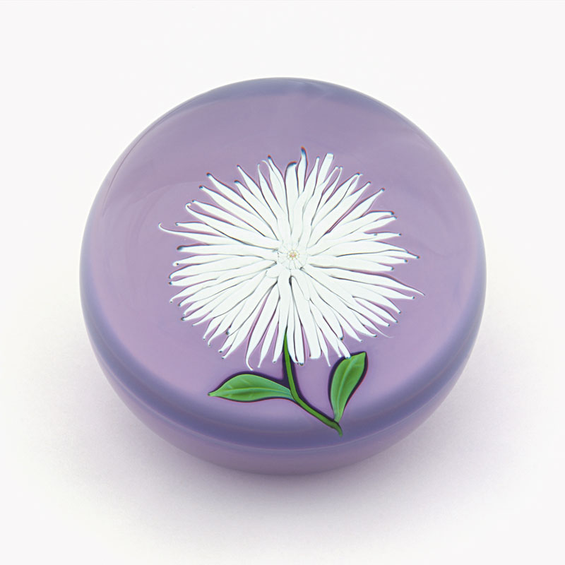 Farfalla Paperweight Saint Louis Weisse Federdahlie SL 022