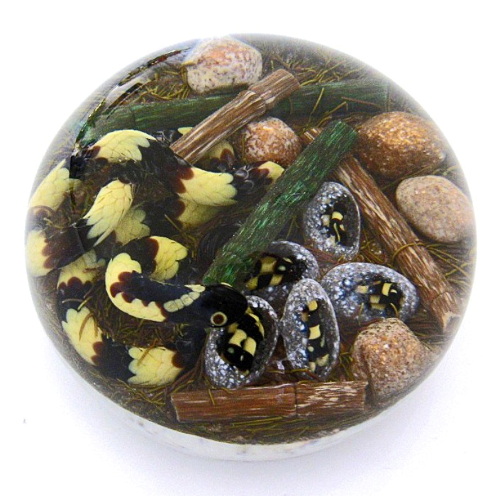 Farfalla Paperweight Smith Gordon Banded Krait GS 289