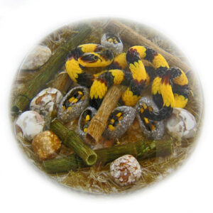 Farfalla Paperweight Smith Gordon Banded Krait GS 293