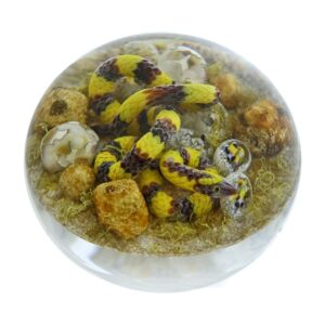 Farfalla Paperweight Smith Gordon Banded Krait GS 298
