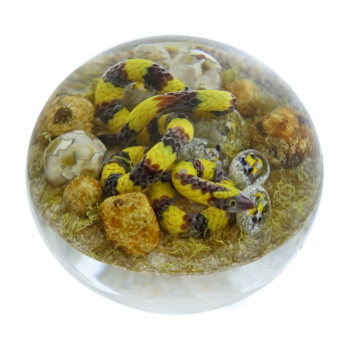Farfalla Paperweight Smith Gordon Banded Krait GS 298