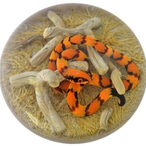 Farfalla Paperweight Smith Gordon Kornnatter GS 301