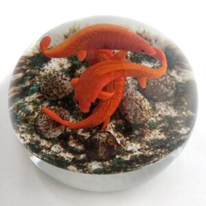 Farfalla Paperweight Smith Gordon Orangefarbene Kois I GS 257