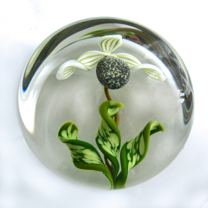 Farfalla Paperweight Smith Gordon Tropical Lady Slipper GS 201