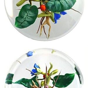 Farfalla Paperweight Stankard Paul Enviromental Enzian mit Root People ST 807