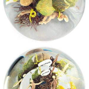 Farfalla Paperweight Stankard Paul Gourd Nut and Bell Flowers ST 257