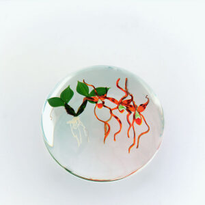 Farfalla Paperweight Stankard Paul Spider Orchid ST 216