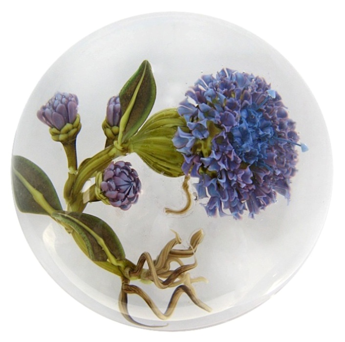 Farfalla Paperweight Stankard Studio Christine Stankard Bachelor s Button STST CSK 002