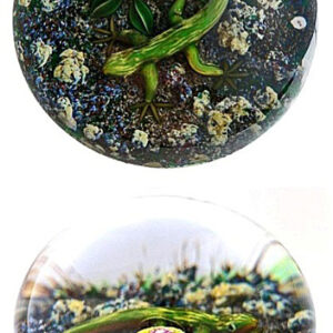 Farfalla Paperweight Tarsitano Delmo Earth Life Salamander DT 657