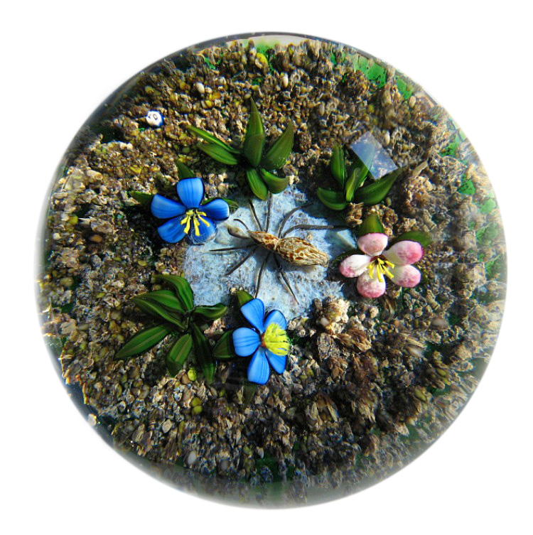 Farfalla Paperweight Tarsitano Delmo Earth Life Spinne DT 654