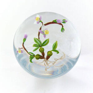 Farfalla Paperweight Ward Mayauel Kleine Wildorchidee MW 3054