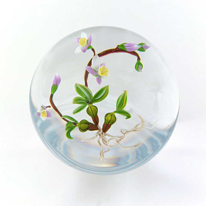 Farfalla Paperweight Ward Mayauel Kleine Wildorchidee MW 3054